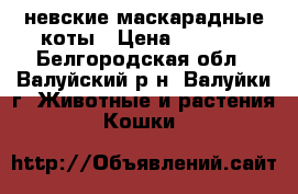 невские маскарадные коты › Цена ­ 2 000 - Белгородская обл., Валуйский р-н, Валуйки г. Животные и растения » Кошки   